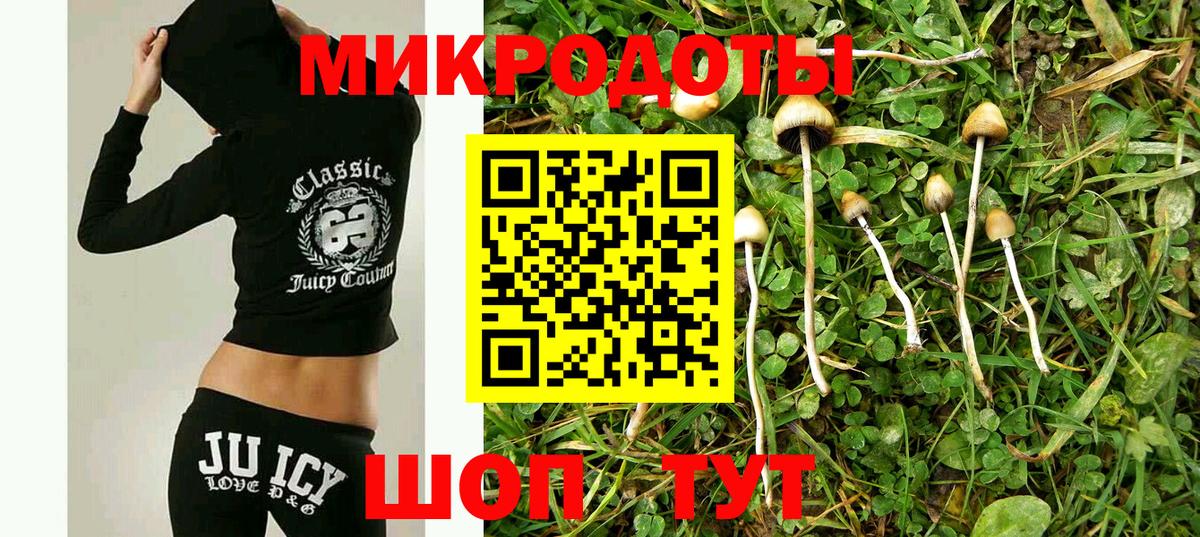 Галлюциногенные грибы Psilocybine cubensis Лабинск